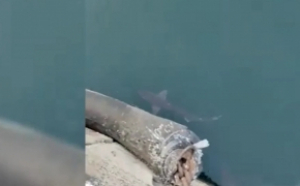 Un rechin a fost surprins la suprafața apei în Constanța