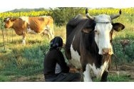 Micii crescători de vaci de lapte, pe cale de dispariție? ”Din 60 de vaci, am rămas cu 2”