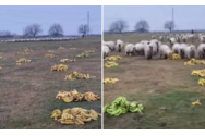 Imaginile au devenit virale în România! Un cioban le dă banane oilor