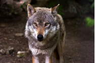 Imagini cu lupii din Parcul Național Defileul Jiului. 