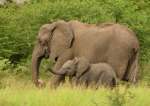 Elefanții asiatici îşi îngroapă puii morţi şi îi jelesc, arată un studiu realizat recent