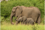 Elefanții asiatici îşi îngroapă puii morţi şi îi jelesc, arată un studiu realizat recent