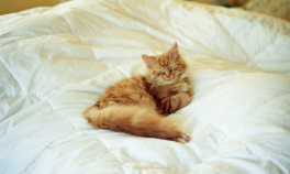 Dacă îți permiți pisicii să doarmă în patul tău, iată ce trebuie să știi...