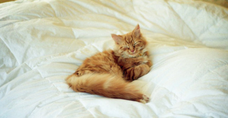 Dacă îți permiți pisicii să doarmă în patul tău, iată ce trebuie să știi...
