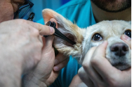Japca din cabinetele veterinare: Tarife de sute de euro pentru o intervenție, după care urmează tratamentul  