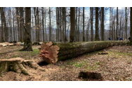 Autorizaţie de exploatare a lemnului din pădurea care nu îi aparținea. Ce a pățit bărbatul care a făcut această cerere