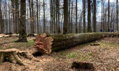 Autorizaţie de exploatare a lemnului din pădurea care nu îi aparținea. Ce a pățit bărbatul care a făcut această cerere