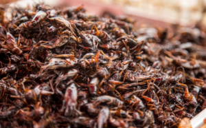 După viermi, greieri și lăcuste, furnicile sunt propuse drept aliment care să înlocuiască friptura la grătar. Cercetător: Putem crea mâncare delicioasă