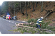 Ghinion pe șosea: Un copac s-a prăbușit peste o mașină cu 5 copii, între Bistriţa și Vatra Dornei