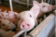 România lui Ciolacu. Importăm 70% din carnea de porc