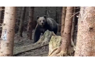 Întâlnire de gradul zero între un pădurar și un urs uriaș într-o pădure din Suceava. Cum s-a terminat totul 