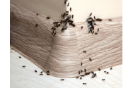 Cum scăpăm definitiv de furnici cu doar trei ingrediente ieftine și eficiente pe care le avem la îndemână
