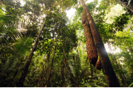 Franța și Brazilia investesc împreună $1.1 miliarde pentru protejarea pădurii Amazonului