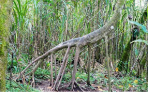 Controversatul caz al copacului care ar merge singur prin pădure: ce au demonstrat studiile științifice
