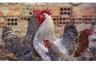 Măsuri de combatere a gripei aviare