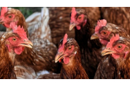 Dâmbovița: După pesta porcină, face ravagii și gripa aviară
