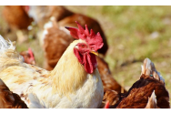 Carnea de pasăre din zonele cu gripă aviară a ajuns și în Moldova