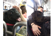 O cățelușă călătorește zilnic cu autobuzul pentru a ajunge la locul de joacă pentru câini