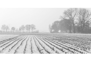 Iarna fără zăpadă distruge jumătate din agricultură