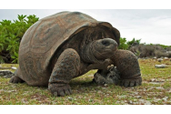 Descoperire RARĂ în Galapagos. Țestoasă GIGANT înrudită cu ''Singuraticul George'' - foto
