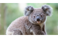 Sute de urși koala, uciși cu buldozerele, în timpul defrișărilor, în Autralia. ”Este un masacru”