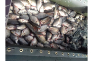 11 pescari din Botoşani, prinşi la braconat pe râul Siret