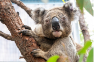Australia lansează o investigaţie după ce zeci de koala au fost găsiţi morţi în urma unei operaţiuni de defrişare