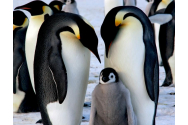 Modul de vorbire al pinguinilor, similar cu cel al oamenilor