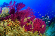 DEZASTRU în oceane: Supranumite 'pădurile tropicale', recifele de corali vor dispărea