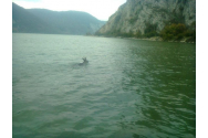 Imagine rară – cerb trecând înot Dunărea din România în Serbia 
