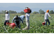   Românii, principala forță de muncă din agricultura Italiei