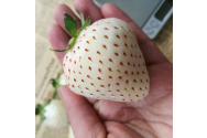 Cel mai ciudat fruct arată ca o căpșună, dar are un cu totul alt gust: cum se cheamă