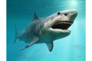 A întâlnit cel mai mare rechin, din greșeală: cum a reacționat ”marele alb”