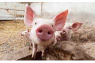 Știri false despre creșterea porcinelor în gospodărie: care este, de fapt, adevărul