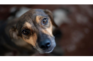 Câine de companie plasat în carantină în Hong Kong, REZULTAT TEST coronavirus