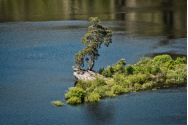 Un pin din Cehia, desemnat „Copacul anului în Europa”
