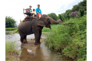 Elefanţii din Thailanda, pândiţi de inaniţie