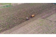 60.000 hectare de culturi agricole sunt afectate de secetă în Galați