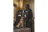 Toy, cel mai popular câine poliţist, împlineşte 5 ani