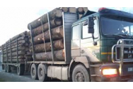 Descinderi în Harghita la firme specializate pe comerțul cu material lemnos