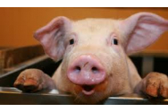Uniunea Europeană enervează țăranii români cu legea porcului. 