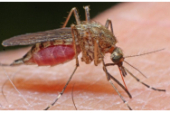 Cum scapi de înțepăturile de țânțari. Îi vei ține la distanță! Trucul genial dezvăluit de un medic