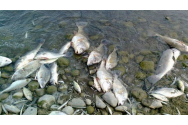 Mii de peşti din acumularea Ezăreni au murit sufocaţi