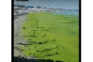 VIDEO Probleme cu algele pe litoral. Apele Romane au dat amenzi de jumatate de milion de lei celor care administreaza plajele