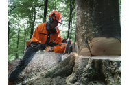Un sfert din lemnul tăiat în România provine din judeţele Suceava, Bacău şi Neamţ!