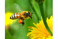 Veninul de albine, medicament miraculos