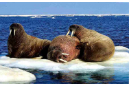 Banchiza Mării Bering, amenințată de încălzirea rapidă